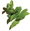 Spearmint